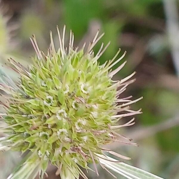 Eryngium campestre 花