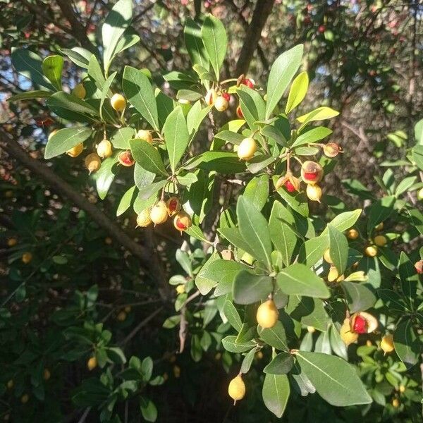 Pittosporum heterophyllum Feuille