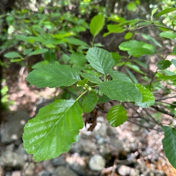 Alnus glutinosa Folio