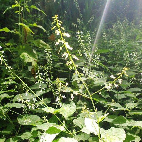 Circaea lutetiana Flower