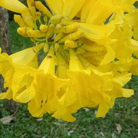 Tabebuia aurea Flor