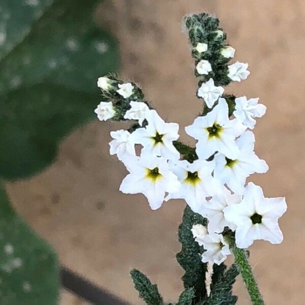 Heliotropium bacciferum Floare