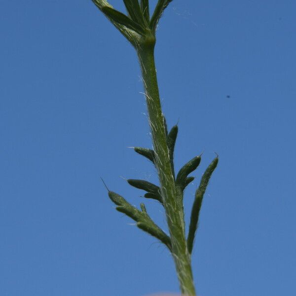 Papaver argemone Leaf