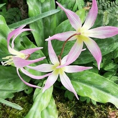 Erythronium revolutum फूल