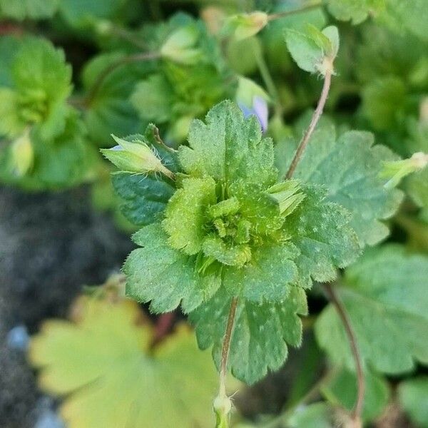 Veronica polita Leaf