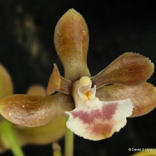 Dendrobium virotii Kvet