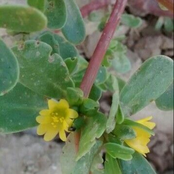 Portulaca oleracea Λουλούδι