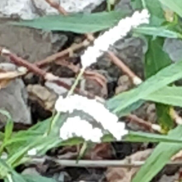 Persicaria senegalensis 花