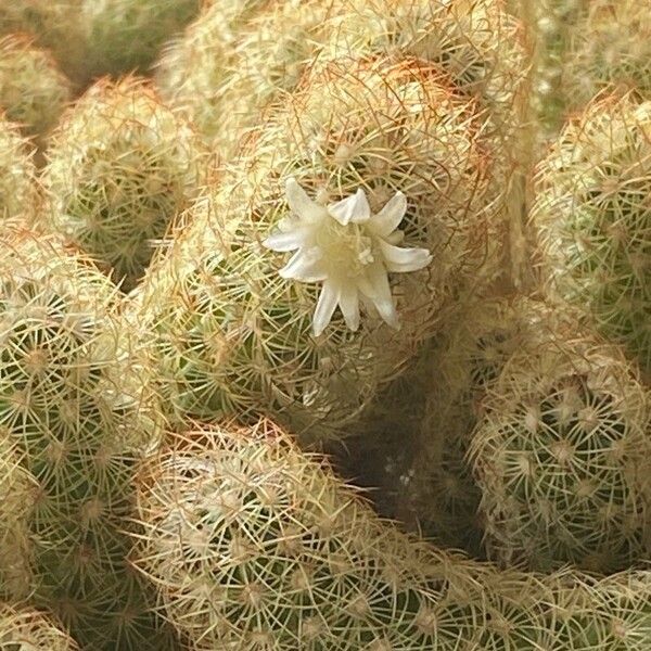 Mammillaria elongata Flower