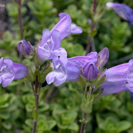 Penstemon davidsonii Flor