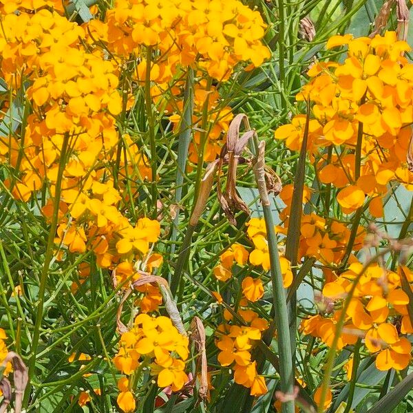 Erysimum asperum Blomst