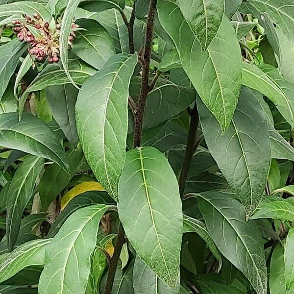 Cestrum elegans برگ