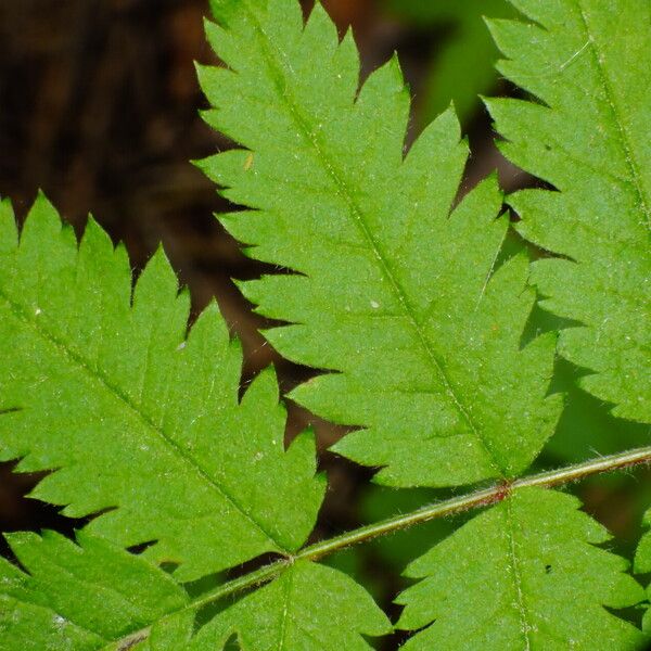 Sorbus aucuparia Folha