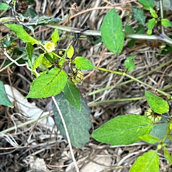 Physalis angulata Blatt