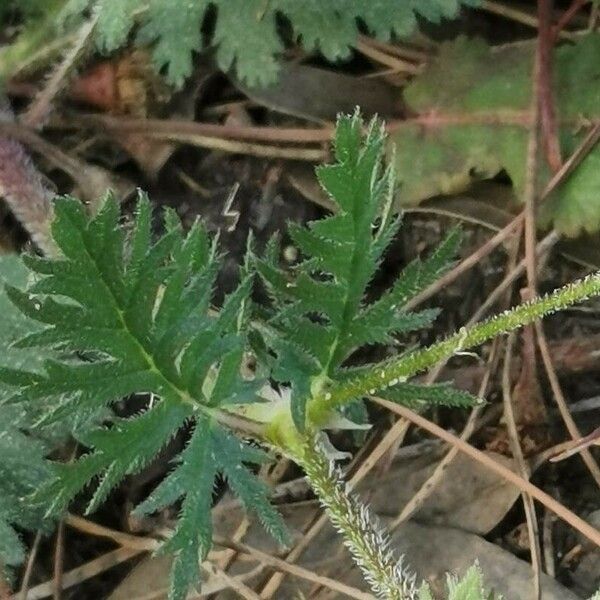 Erodium botrys Leaf