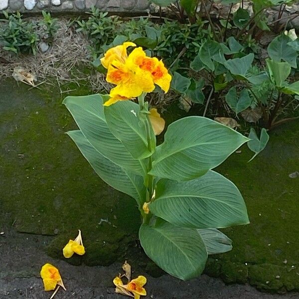 Canna indica ফুল