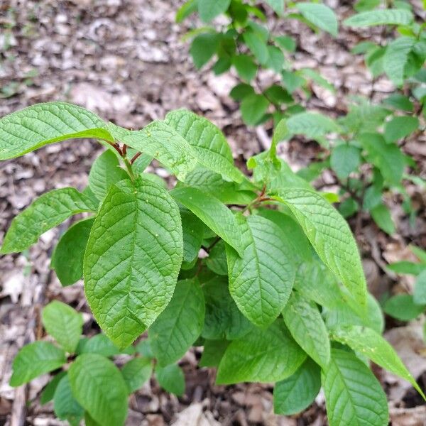 Prunus padus Foglia