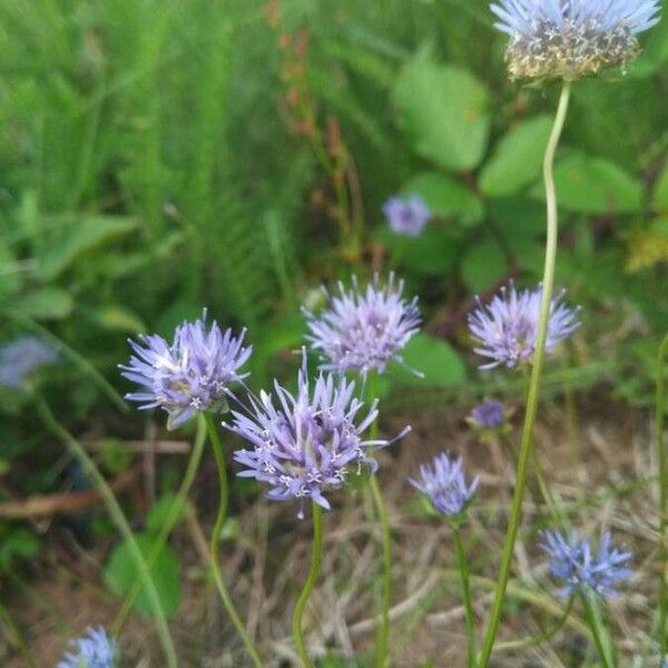 Jasione montana Blomma