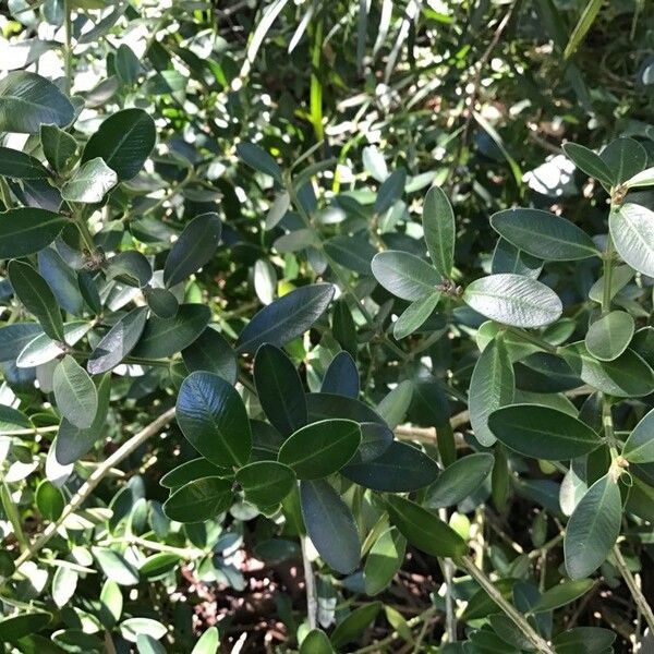 Buxus balearica Deilen