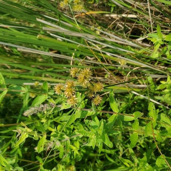 Juncus torreyi Frukto