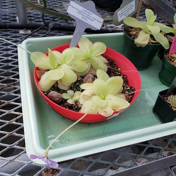 Pinguicula moranensis Habitus