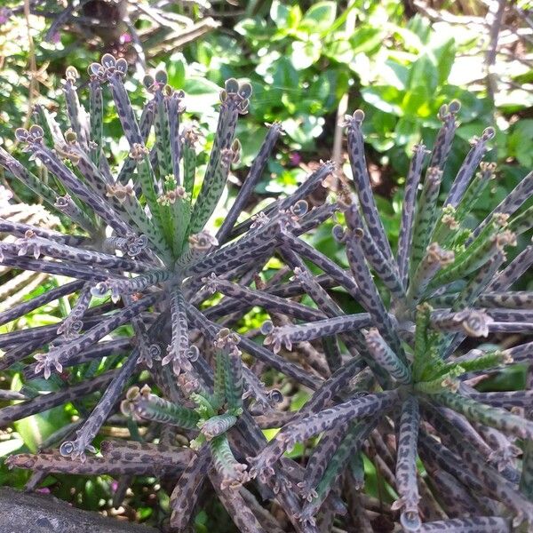 Kalanchoe delagoensis 叶