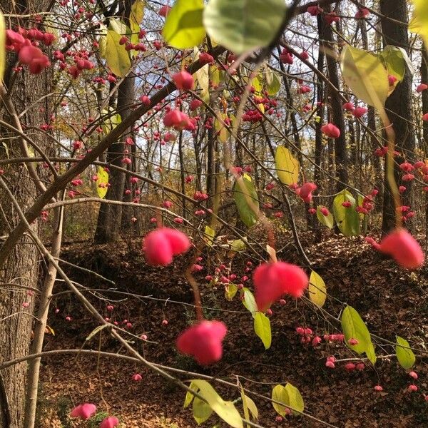 Euonymus atropurpureus Кветка