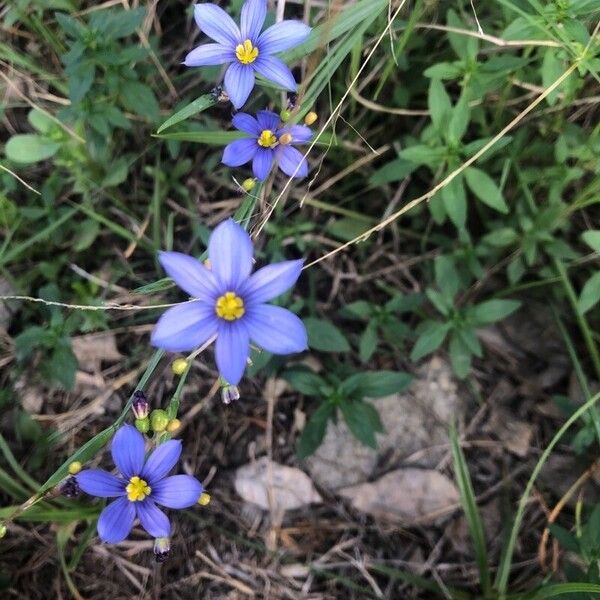 Sisyrinchium langloisii 花