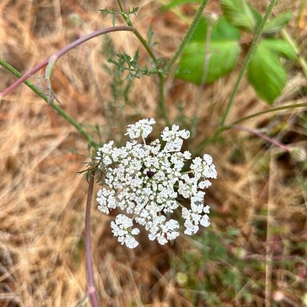 Daucus carota ফুল