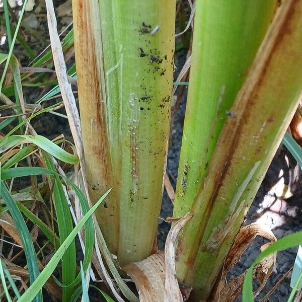 Typha latifolia ᱮᱴᱟᱜ