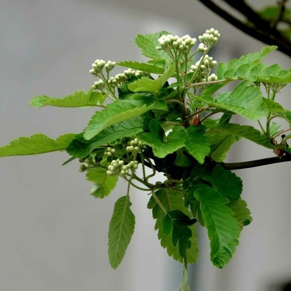 Sorbus intermedia Φύλλο