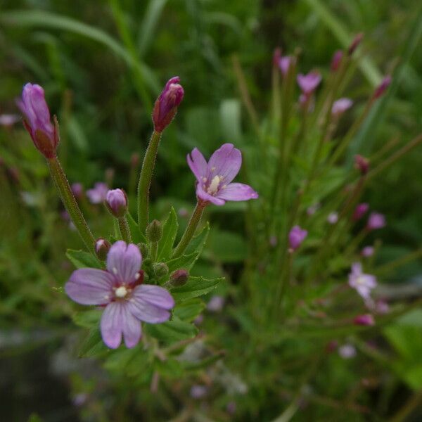 Epilobium palustre 花