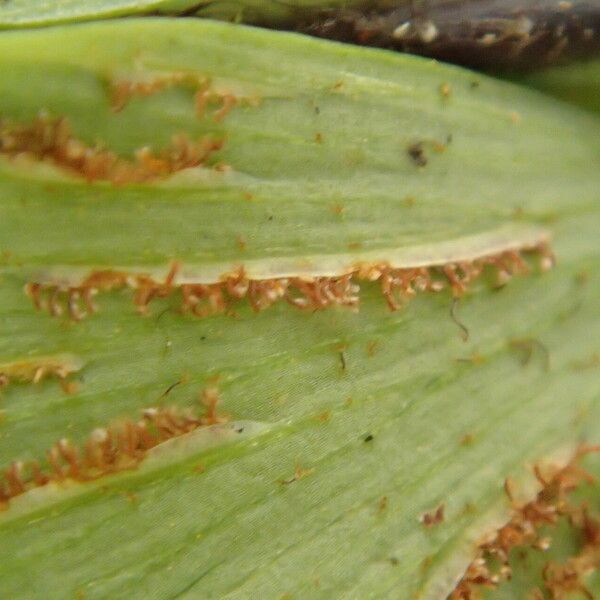 Asplenium buettneri Ліст