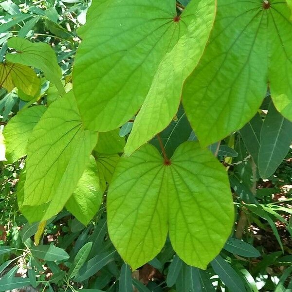 Piliostigma thonningii Leaf