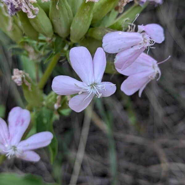 Saponaria officinalis Flower