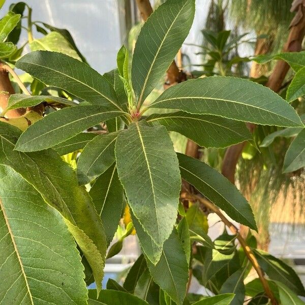 Arbutus canariensis Leaf