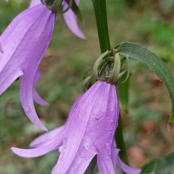 Campanula rapunculoides Žiedas