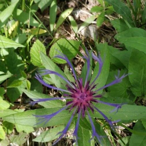 Cyanus montanus Flower