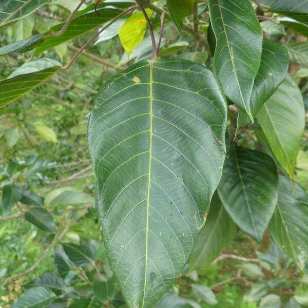Hancea integrifolia Leaf