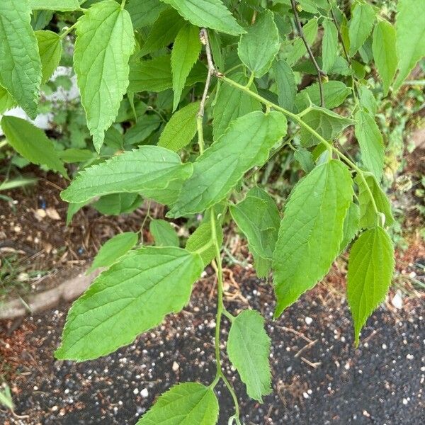 Celtis occidentalis Лист