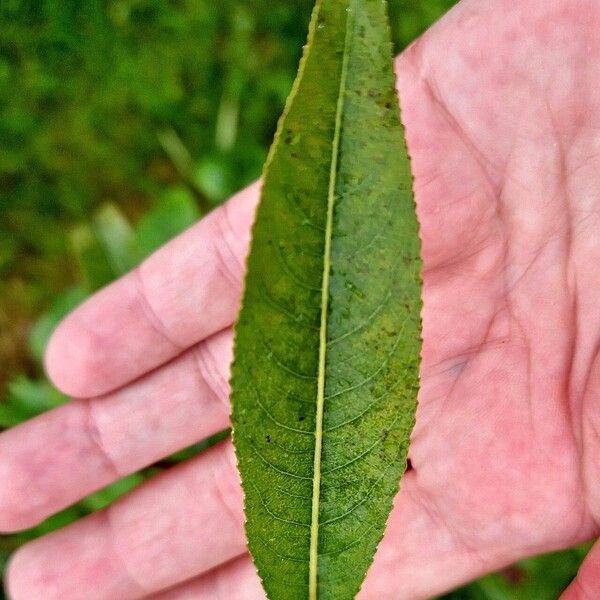 Salix daphnoides Folio