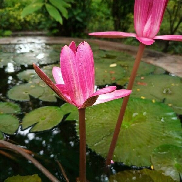 Nymphaea rubra Cvet