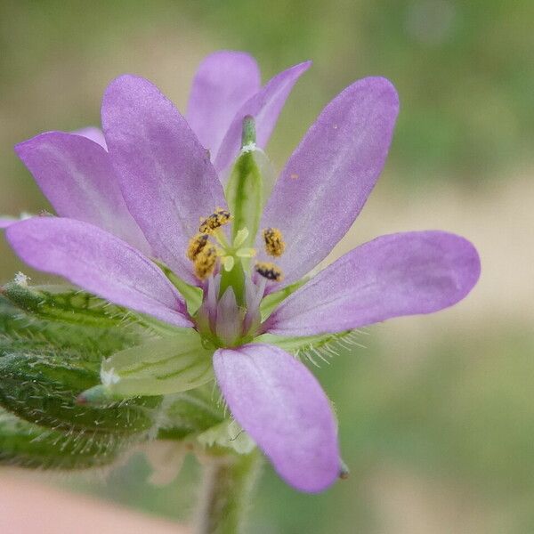 Erodium moschatum Flower