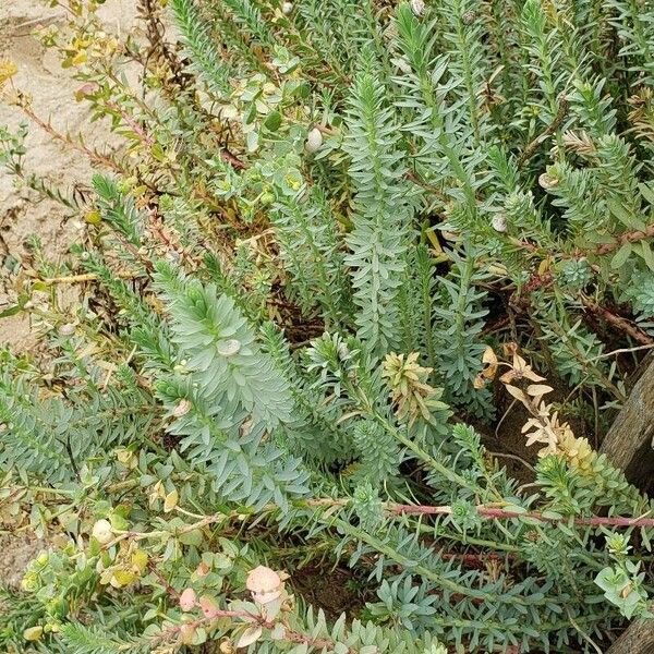 Euphorbia paralias Blad