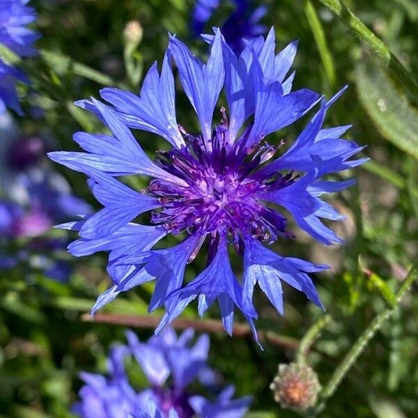 Centaurea cyanus 花