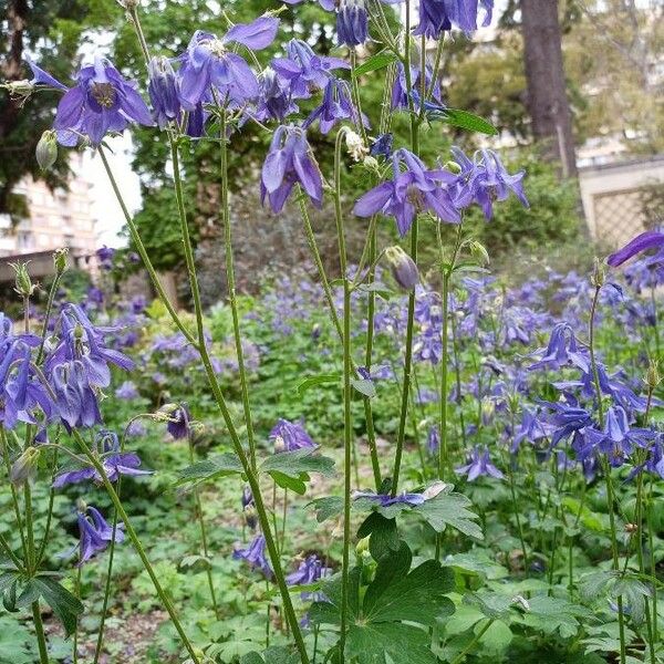 Aquilegia alpina Flower