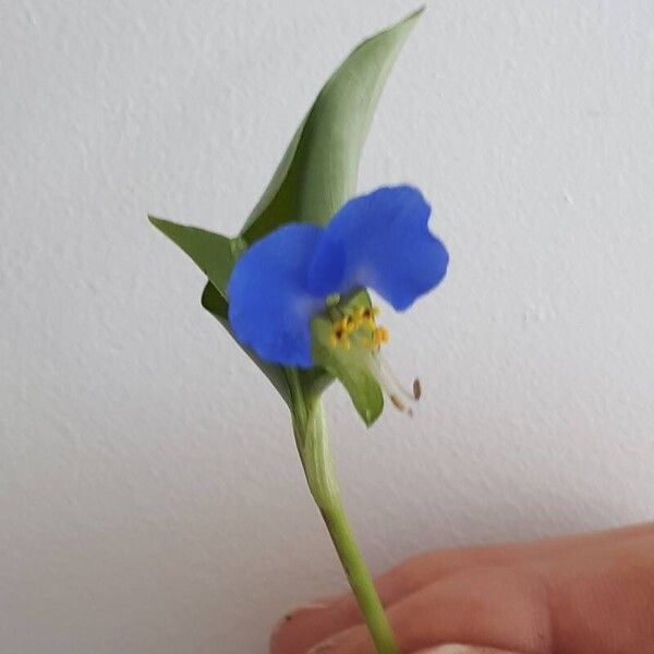 Commelina communis Flor