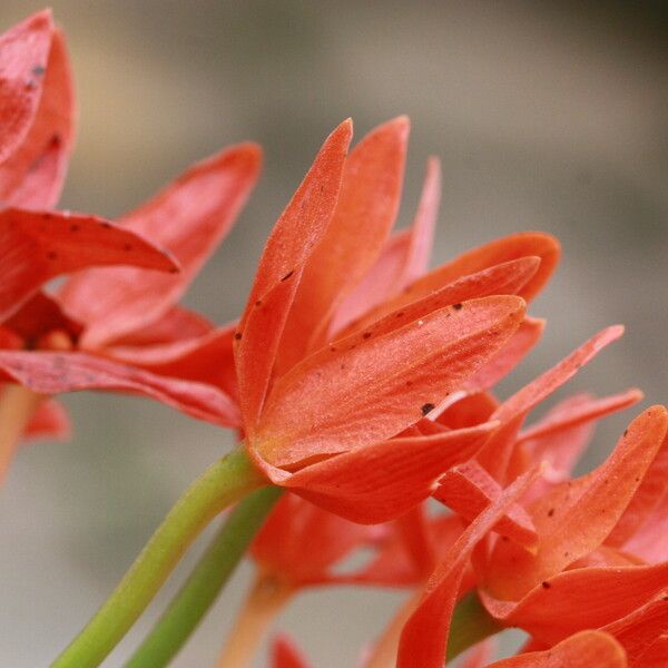 Guarianthe aurantiaca Flower