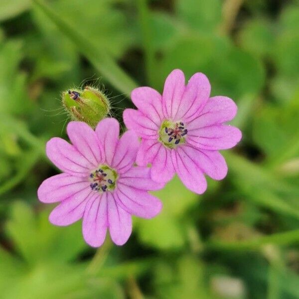 Geranium pusillum Flower