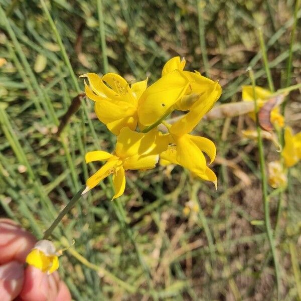 Spartium junceum Fleur